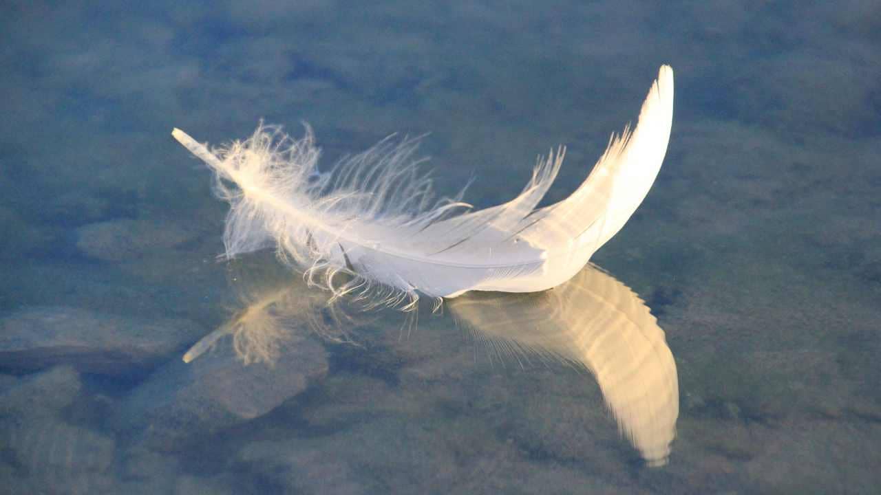 Signs from the Angels: Feathers